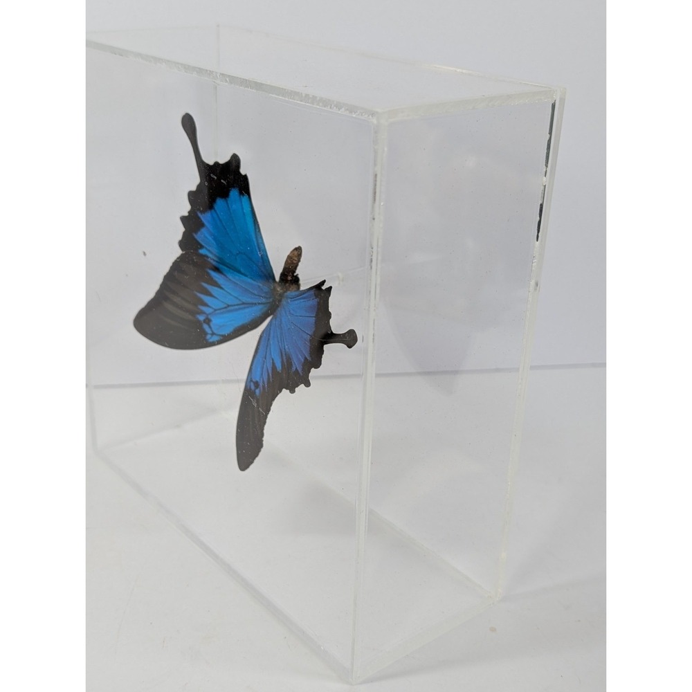 Real‎ Blue Butterfly Papilio Mounted In Very Nice Acrylic Case